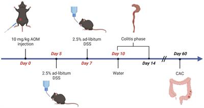 Isolation and high-dimensional flow cytometric analysis of tumor-infiltrating leukocytes in a mouse model of colorectal cancer